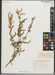 Foto von Salix triandra L.